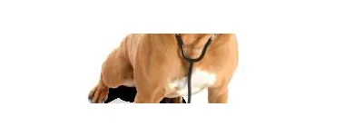 Entreprises 6 image ELLERSLIE PET HOSPITAL LTD Veterinarians dans Edmonton AB