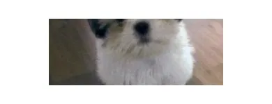 Entreprises 2 image ELLERSLIE PET HOSPITAL LTD Veterinarians dans Edmonton AB