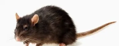 Entreprises 1 image EXTERMINATEURS ASSOCIÉS INC. Pest & Vermin Control dans Montréal QC