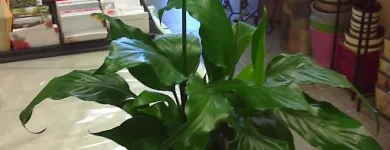 Business 1 image FLEURISTE FLORAMICALE Shopping in Montréal QC