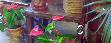 Business 5 image FLEURISTE FLORAMICALE Shopping in Montréal QC