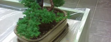 Business 6 image FLEURISTE FLORAMICALE Shopping in Montréal QC