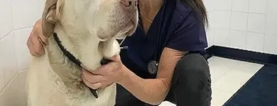Entreprises 1 image GUILDWOOD VILLAGE ANIMAL CLINIC Veterinarians dans Scarborough ON