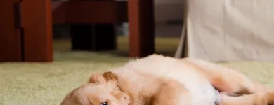 Entreprises 7 image OXI FRESH CARPET CLEANING Cleaning Services dans Oakville ON