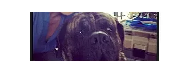 Entreprises 2 image PALUMBO MOBILE VETERINARY SERVICES Veterinarians dans London ON