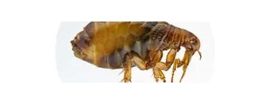 Business 3 image PEST CONTROL OAKVILLE Pest Control Equipment & Supplies in Oakville ON