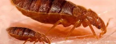 Business 8 image PEST CONTROL OAKVILLE Pest Control Equipment & Supplies in Oakville ON