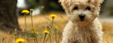 Business 1 image PETS & PAWS Pet Grooming Services in Mississauga ON