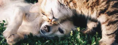 Business 2 image PETS & PAWS Pet Grooming Services in Mississauga ON