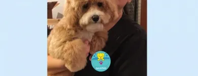 Business 3 image PETS & PAWS Pet Grooming Services in Mississauga ON
