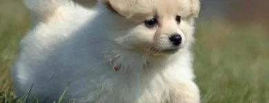 Business 4 image PETS & PAWS Pet Grooming Services in Mississauga ON