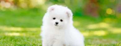 Business 5 image PETS & PAWS Pet Grooming Services in Mississauga ON