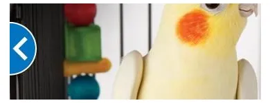 Business 4 image PETSMART Shopping in Richmond BC