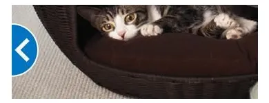 Business 9 image PETSMART Shopping in Windsor ON