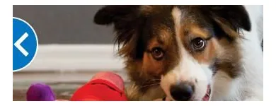 Business 10 image PETSMART Shopping in Stoney Creek ON
