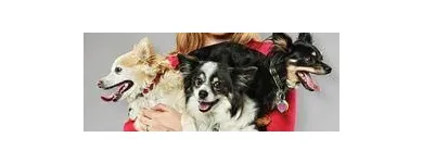 Business 1 image PETSMART Shopping in Windsor ON