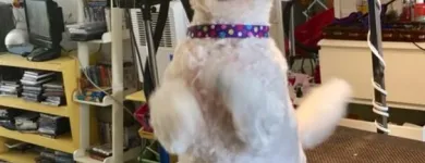 Entreprises 7 image PRETTY BEASTIE Pet Grooming Services dans East York ON