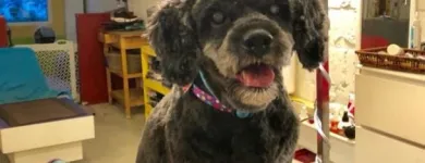 Entreprises 1 image PRETTY BEASTIE Pet Grooming Services dans East York ON
