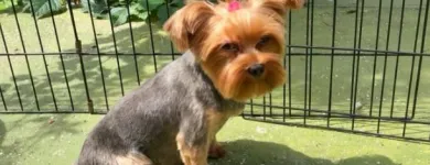 Entreprises 13 image PRETTY BEASTIE Pet Grooming Services dans East York ON