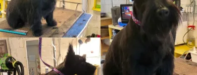 Entreprises 14 image PRETTY BEASTIE Pet Grooming Services dans East York ON