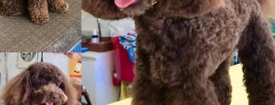 Entreprises 3 image PRETTY BEASTIE Pet Grooming Services dans East York ON
