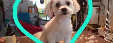 Entreprises 4 image PRETTY BEASTIE Pet Grooming Services dans East York ON