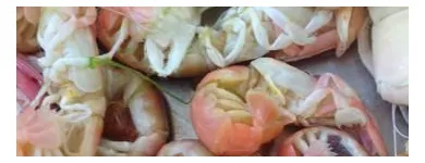 Business 8 image ROB'S BAITS Sports & Recreation in Richmond BC