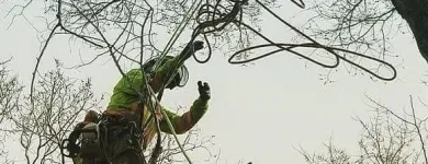 Business 7 image SECOND NATURE TREE CARE Tree Work & Forestry Services in Lethbridge AB