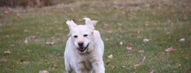 Business 12 image WINCHESTER KENNELS Business & Professional Services in Winchester ON