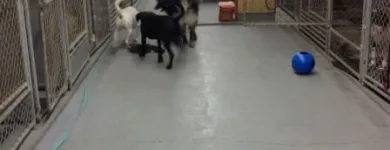 Business 23 image WINCHESTER KENNELS Business & Professional Services in Winchester ON