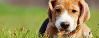 Business 28 image WINCHESTER KENNELS Business & Professional Services in Winchester ON