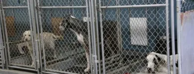 Business 30 image WINCHESTER KENNELS Business & Professional Services in Winchester ON