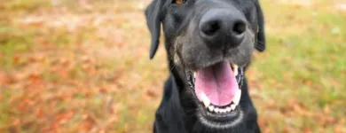 Business 36 image WINCHESTER KENNELS Business & Professional Services in Winchester ON