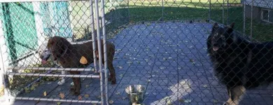 Business 39 image WINCHESTER KENNELS Business & Professional Services in Winchester ON