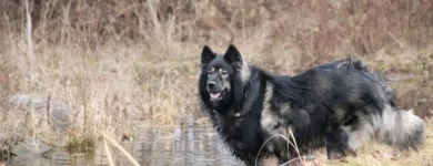 Business 40 image WINCHESTER KENNELS Business & Professional Services in Winchester ON