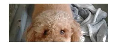 Business 3 image WINCHESTER KENNELS Business & Professional Services in Winchester ON