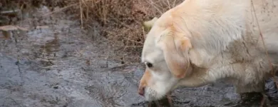 Business 6 image WINCHESTER KENNELS Business & Professional Services in Winchester ON