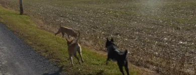 Business 8 image WINCHESTER KENNELS Business & Professional Services in Winchester ON