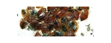 Entreprises 3 image ZEDZUG PEST CONTROL Pest Control Equipment & Supplies dans Edmonton AB