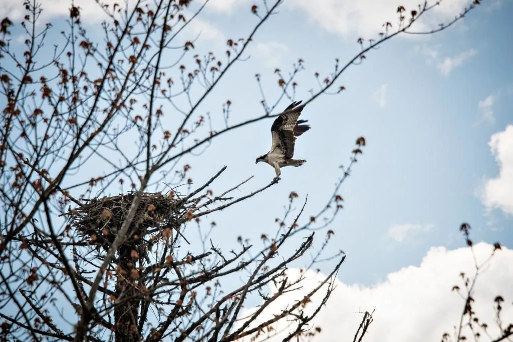 Entreprises 5 image LAURA LEIGH MULLINS - REALTOR ®