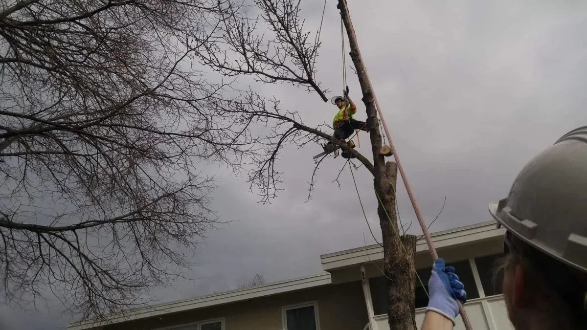 Business 4 image SECOND NATURE TREE CARE