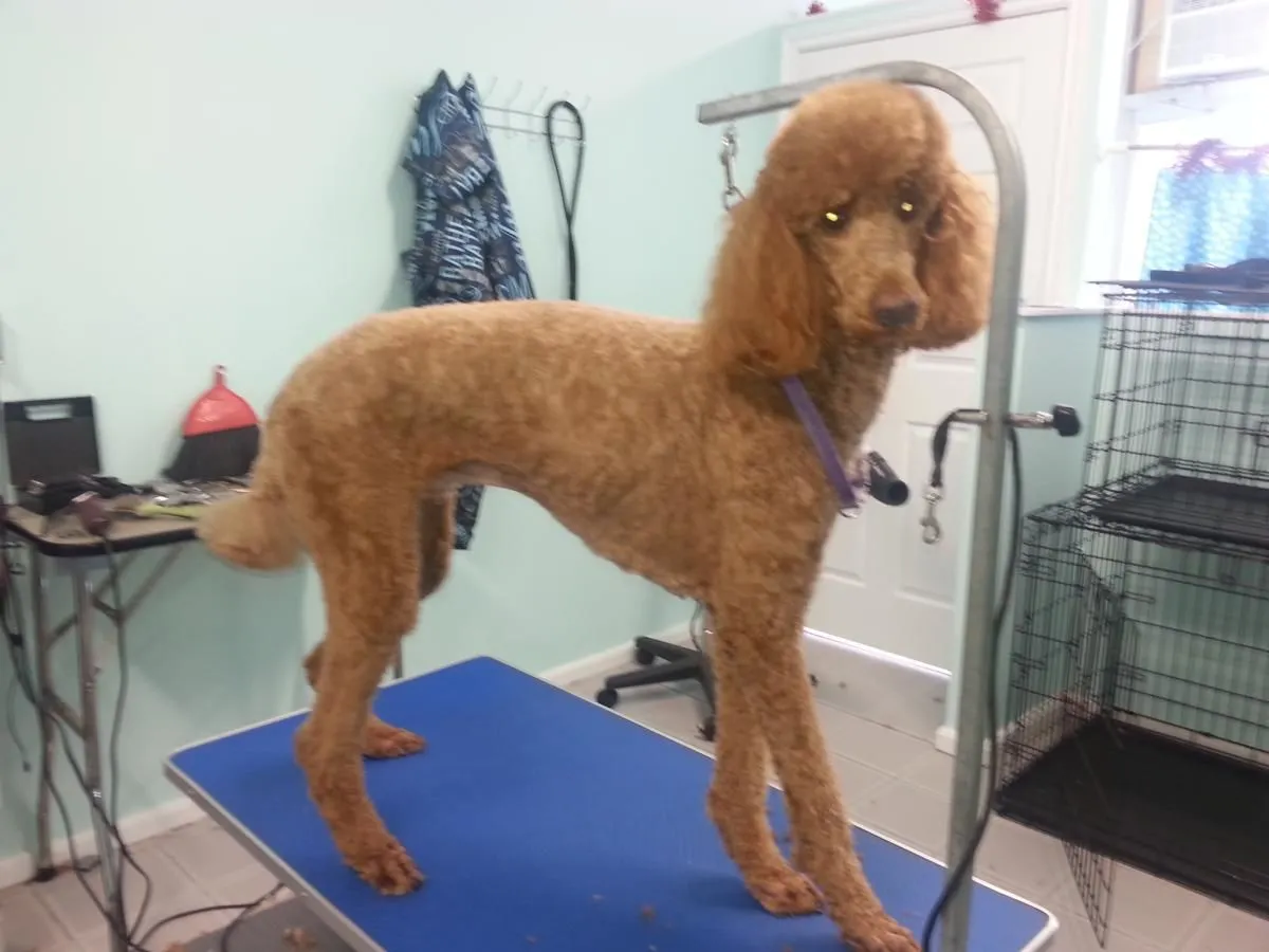 Entreprises 1 image IN THE DOG'S HOUSE