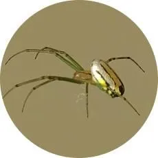 Business 6 image PEST CONTROL OAKVILLE