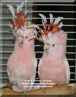 Entreprises 1 image C & C FARMS AVIARY & EXOTIC PETS