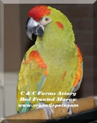Entreprises 3 image C & C FARMS AVIARY & EXOTIC PETS
