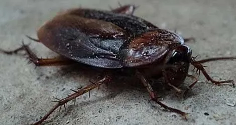Business 1 image PEST CONTROL OAKVILLE