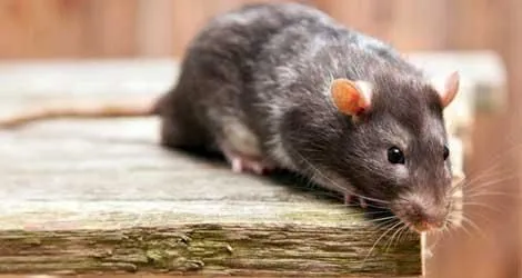 Business 4 image PEST CONTROL OAKVILLE
