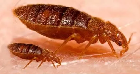 Business 8 image PEST CONTROL OAKVILLE