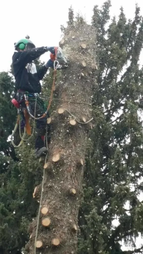 Business 2 image SECOND NATURE TREE CARE