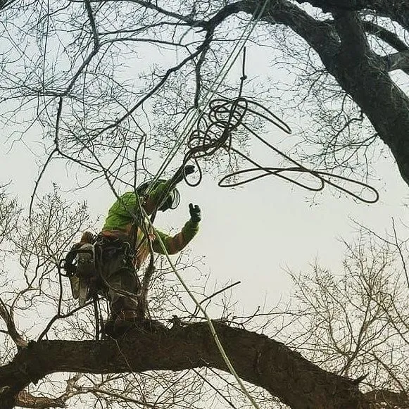 Business 7 image SECOND NATURE TREE CARE